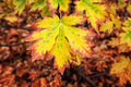 Bigleaf Maple Tree Seeds | 30+ Seeds | Acer macrophyllum | Ideal for Planting, Drought-Resistant, Native Tree Seeds