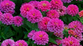 Uproar Rose Zinnia Seeds - 100+ Pack for Garden Planting - Zinnia elegans - USA Grown, Free Shipping