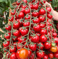 Waterfall Tomato Seeds - 10+ Heirloom Organic Sweet High Yield - Rare Variety