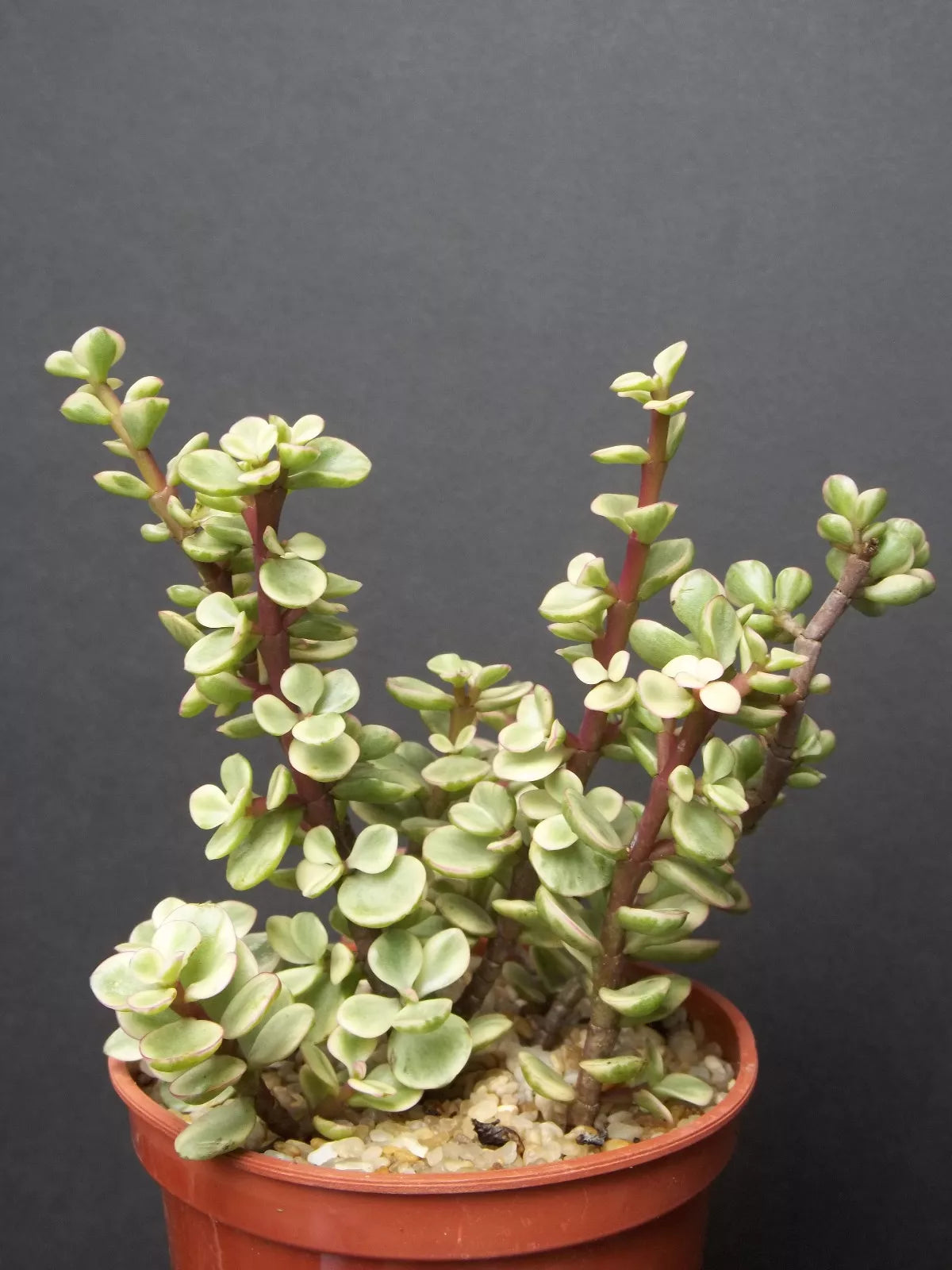 Variegated Elephant Bush Mini Jade Tree Bonsai 4" Plant - Portulacaria Afra Rare Succulent for Indoor Gardening