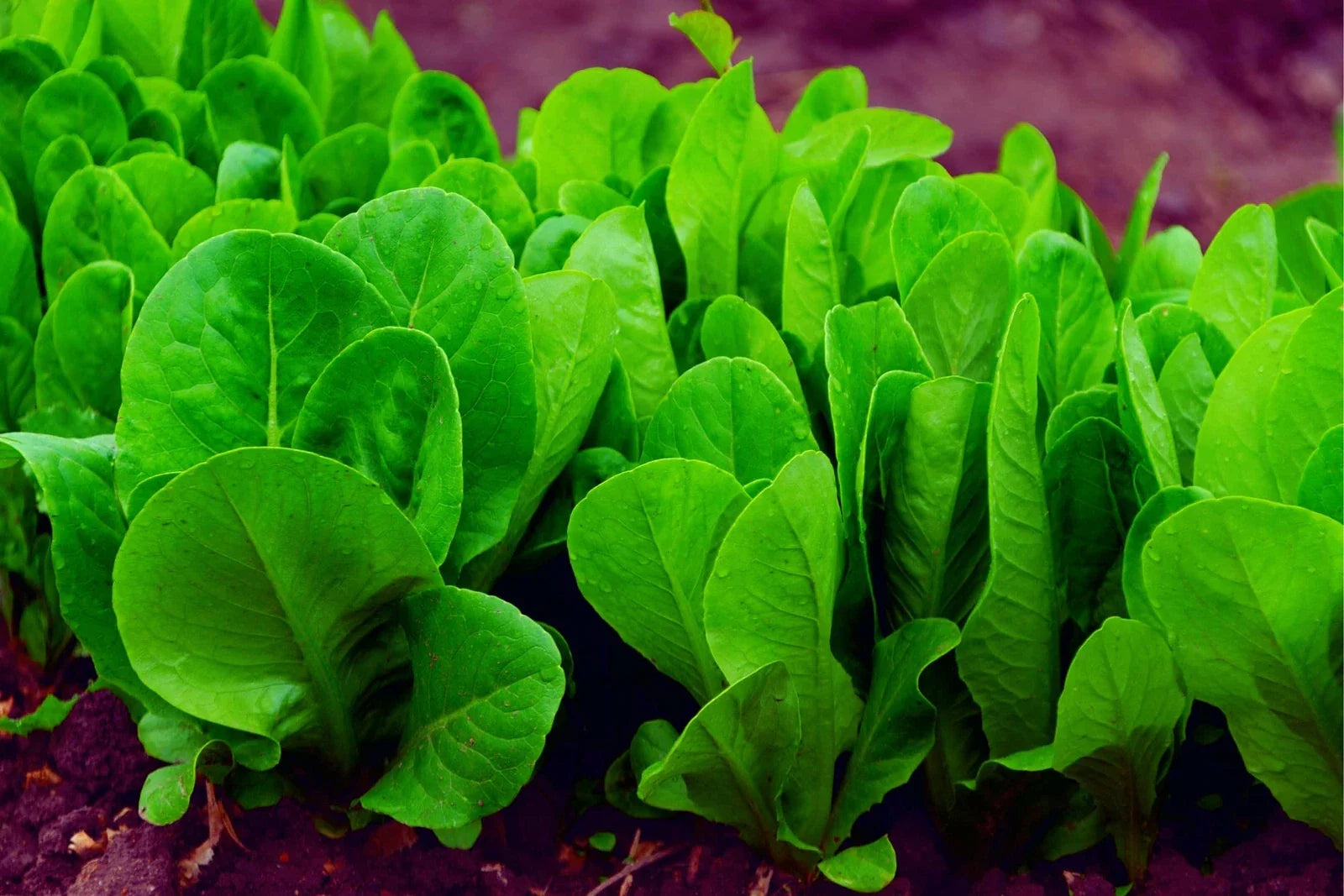 Spinach Seeds for Planting - 200+ Space Hybrid Spinach Seeds - High Yield, Non-GMO, Organic Varieties