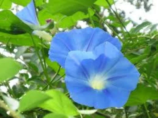 Morning Glory Vine Seeds, 20 Seeds, Ipomoea Tricolor Heavenly Blue, Annual Climbing Plant, Garden Flower Seeds
