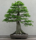 Dawn Redwood Seeds - 50 Count - Metasequoia glyptostroboides - Rare Tree Seeds for Gardening and Landscaping