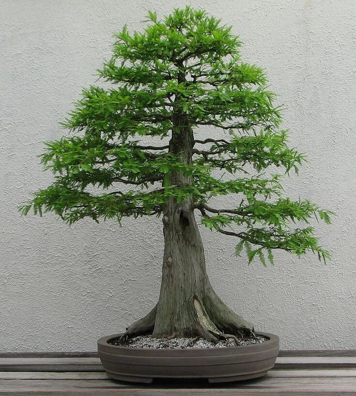 Dawn Redwood Seeds - 50 Count - Metasequoia glyptostroboides - Rare Tree Seeds for Gardening and Landscaping