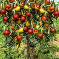 10 Jujube Fruit Tree Seeds - Red Chinese Date, Indian Plum, Superfruit, Fast Hardy - Ziziphus jujuba