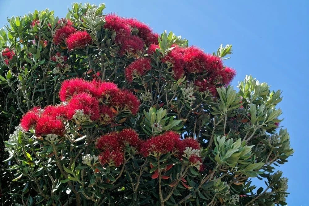 New Zealand Christmas Tree Seeds - 40 Pack - Native Botanical Seeds - Metrosideros excelsa