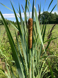 Cattail Plants - 6 Bareroot Live Plants - Typha Angustifolia - Aquatic Water Garden