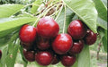 Mazzard Cherry Tree Seeds - 24 Pack, Light Pink Ornamental Flowers, Sweet Edible Fruit - Prunus avium