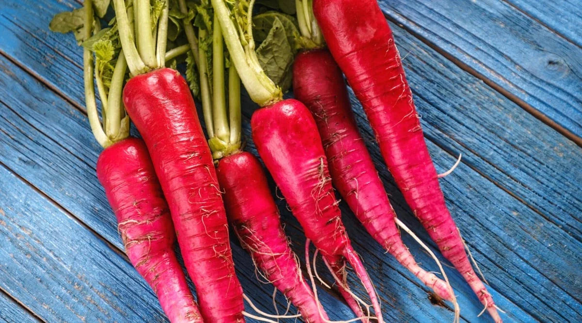 Long Scarlet Radish Seeds - 500+ Pack for Garden Planting - Raphanus sativus - USA Grown - Non-GMO