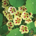 Orchid Cream Nasturtium Seeds - 50+ Count - Garden Planting - Tropaeolum majus