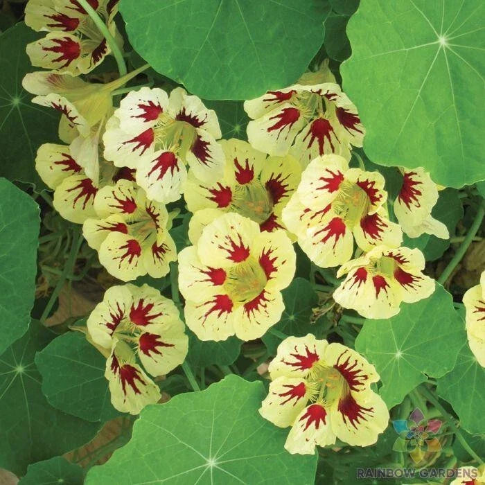 Orchid Cream Nasturtium Seeds - 50+ Count - Garden Planting - Tropaeolum majus