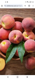 Peach Tree Seeds Dwarf Loring Nemaguard Prunus persica Fast Growing Hardy Fruit 4+1 Free