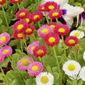 English Daisy Mix Flower Seeds - 400+ Count - European Wildflower Groundcover - Bellis perennis