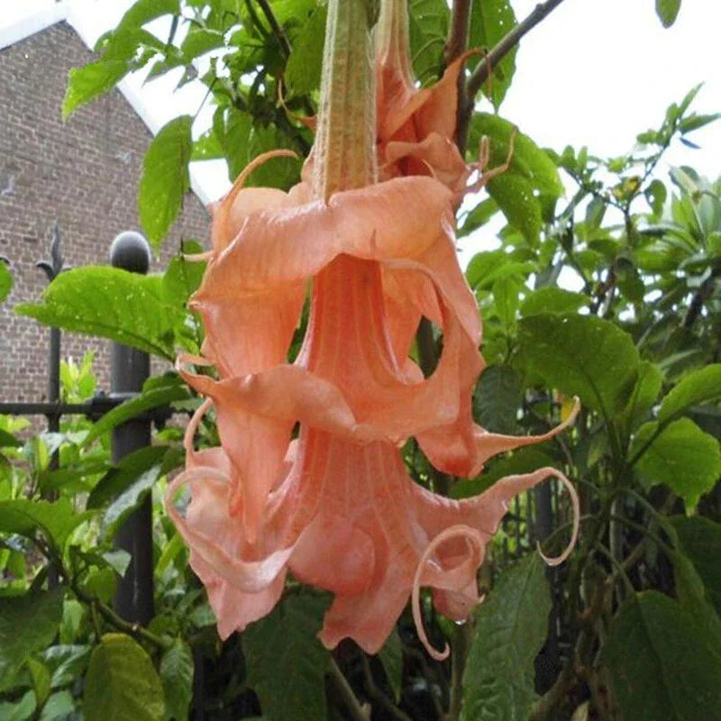 Triple Flamango Angel Trumpet Seeds - Brugmansia Datura - 10 Flower Seeds for Vibrant Garden Blooms