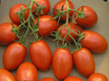 Roma Tomato Seeds - Fresh Seeds for Gardening - Solanum lycopersicum