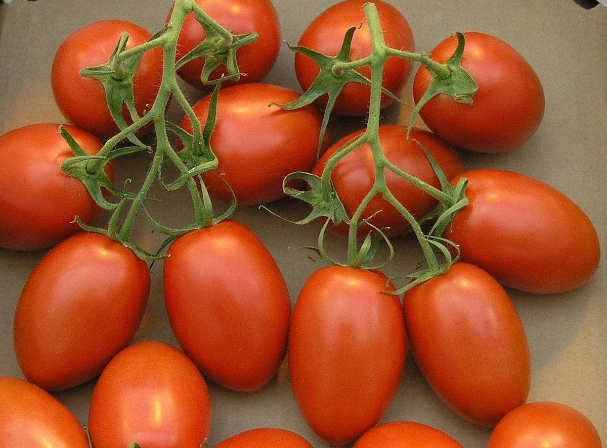 Roma Tomato Seeds - Fresh Seeds for Gardening - Solanum lycopersicum