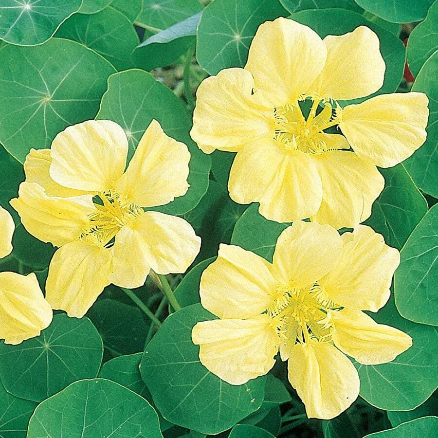 Nasturtium Seeds - Creamy Yellow Heirloom Flowers - Non-GMO - Tropaeolum majus