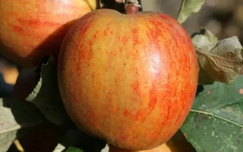 Ribston Pippin Apple Seeds - 25+ Pack for Garden Planting - Malus domestica - USA