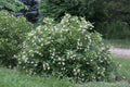 Buttonbush Live Plant Set of 2, 16+ Inches, Cephalanthus occidentalis, Native Flowering Shrub, Wet Soil Tolerant, Rain Garden