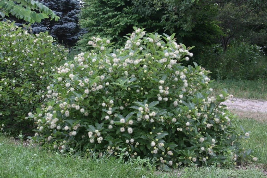 Buttonbush Live Plant Set of 2, 16+ Inches, Cephalanthus occidentalis, Native Flowering Shrub, Wet Soil Tolerant, Rain Garden