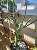 Euphorbia Tirucalli Monstrous Cactus Cutting | Fresh Succulent Plant | Unique Green Stem