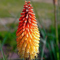 Red Hot Poker Flower Seeds - 50+ Seeds - Kniphofia Uvaria - Perennial Garden Plant