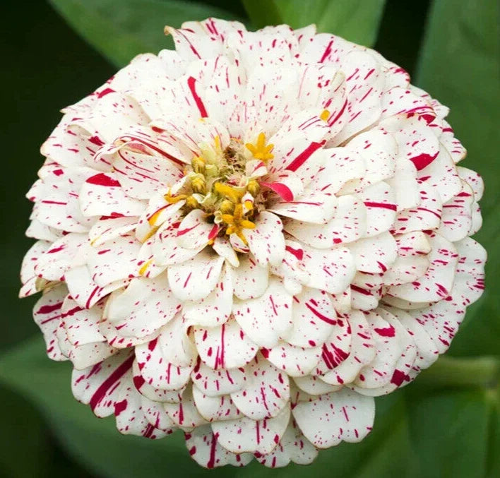 Peppermint Stick Zinnia Flower Seeds 100+ Annual Garden Red White Zinnia elegans