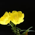 Evening Primrose Bare Root Plant Lot of 2 Sun Drop Yellow Oenothera biennis