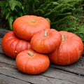 Cinderella Pumpkin Squash Seeds - 30+ Seeds - Cucurbita pepo - Heirloom Variety for Home Gardening