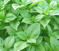 Organic Basil Seeds - Big Leaf Green Variety - 50 Pack - Ocimum basilicum