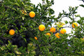 Hardy Orange Seeds - Trifoliate Orange, Poncirus trifoliata - 10 Seeds for Planting