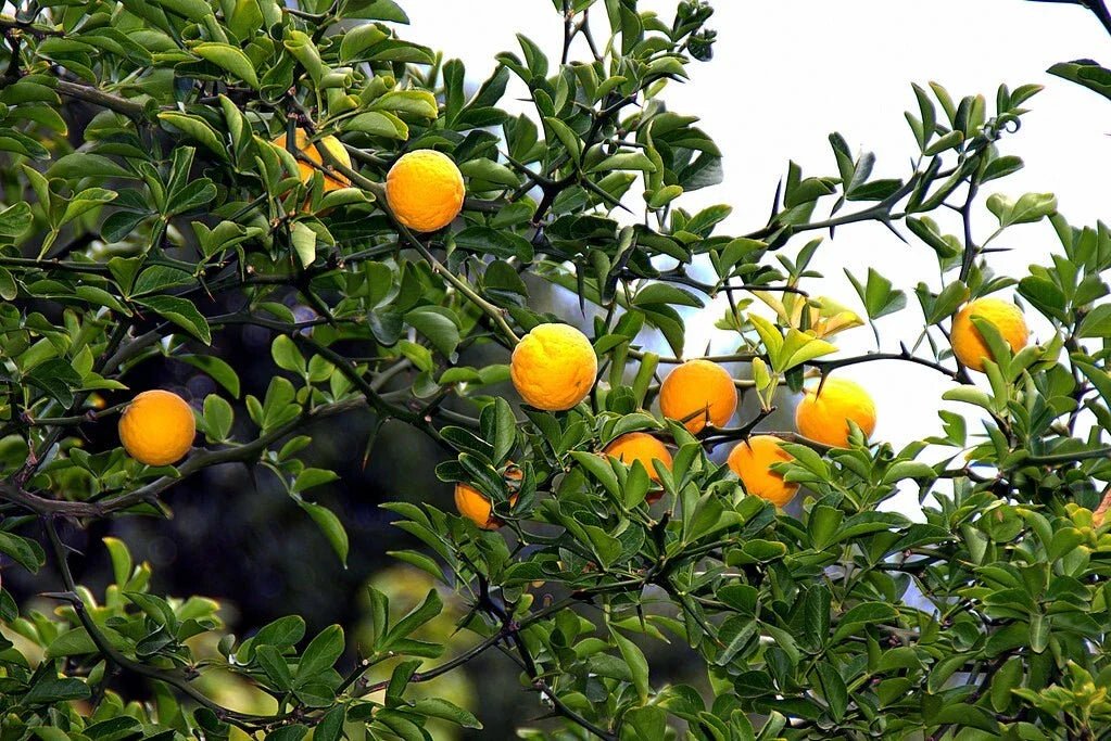Hardy Orange Seeds - Trifoliate Orange, Poncirus trifoliata - 10 Seeds for Planting