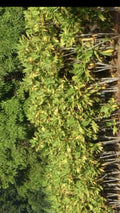 Cordyline Fruticosa Cuttings - 24 Large Green Hawaiian Ti Good Luck Plant Logs, Ideal for Propagation and Gardening