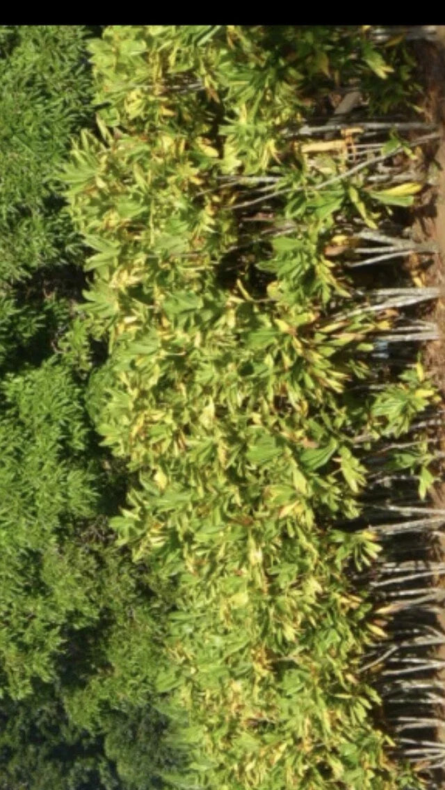 Cordyline Fruticosa Cuttings - 24 Large Green Hawaiian Ti Good Luck Plant Logs, Ideal for Propagation and Gardening