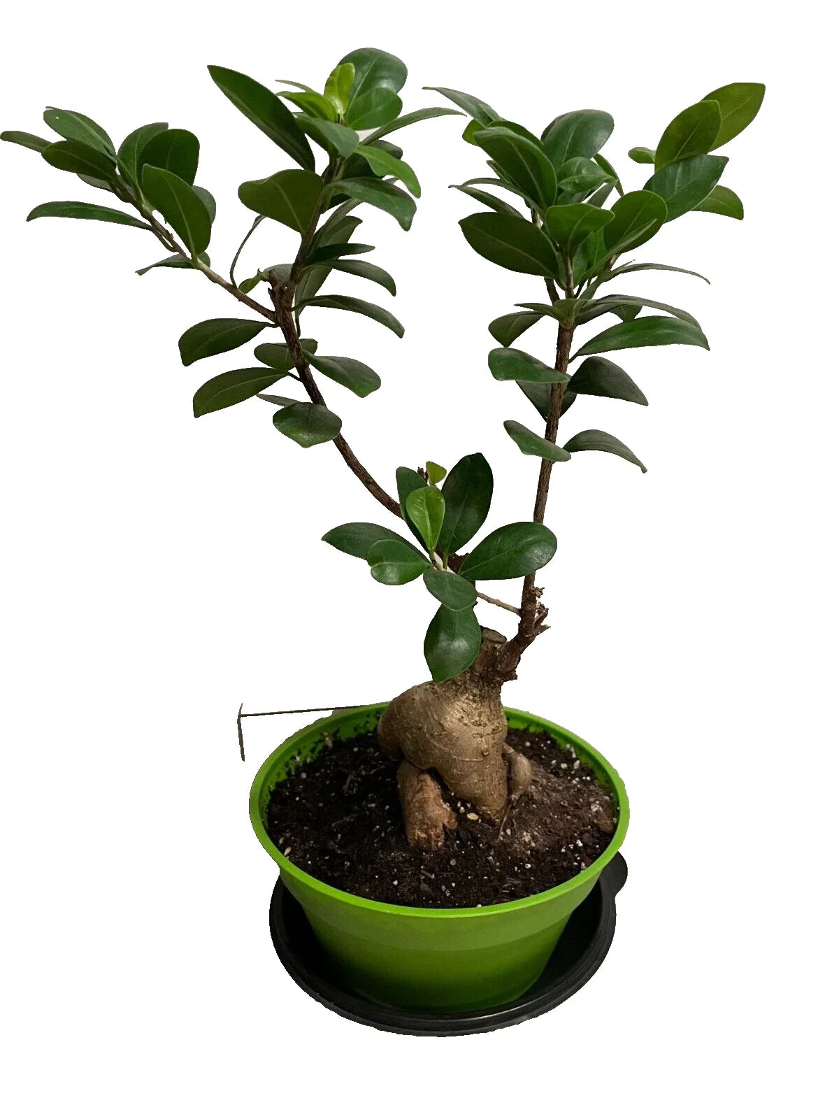 Ficus microcarpa Bonsai Tree 14" H Large Healthy Malaya Chinese Banyan Indoor Outdoor Plant