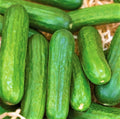 Muncher Cucumber Seeds - 40 Non-GMO Seeds - Cucumis sativus - Ideal for Home Gardening