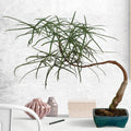 Australian Bottle Tree Live Plant 2.5" Pot Rare Brachychiton rupestris Ideal for Bonsai