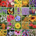 Western Wildflower Seed Mix 250g - 24 Varieties, Attracts Butterflies & Hummingbirds, Native Plants Mix