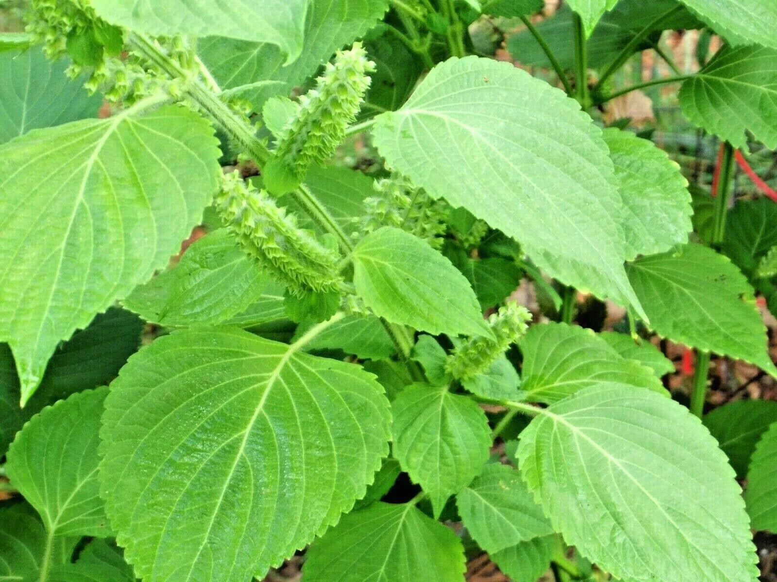 Green Shiso Seeds - 100+ Perilla Japanese Herb for Sushi & Soup - Aromatic Culinary Vegetable