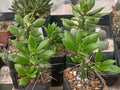 Quiabentia Verticilata Plant - Opuntia Pereskiopsis Succulent Variety for Indoor Gardening