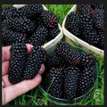 Big Daddy Thornless Blackberry Plant - Jumbo Size, Edible Fruit, Rubus, Bare Root, Winter-Hardy, Zones 5-9
