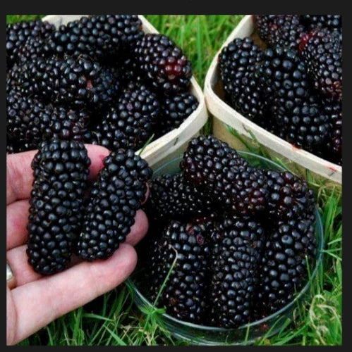 Big Daddy Thornless Blackberry Plant - Jumbo Size, Edible Fruit, Rubus, Bare Root, Winter-Hardy, Zones 5-9