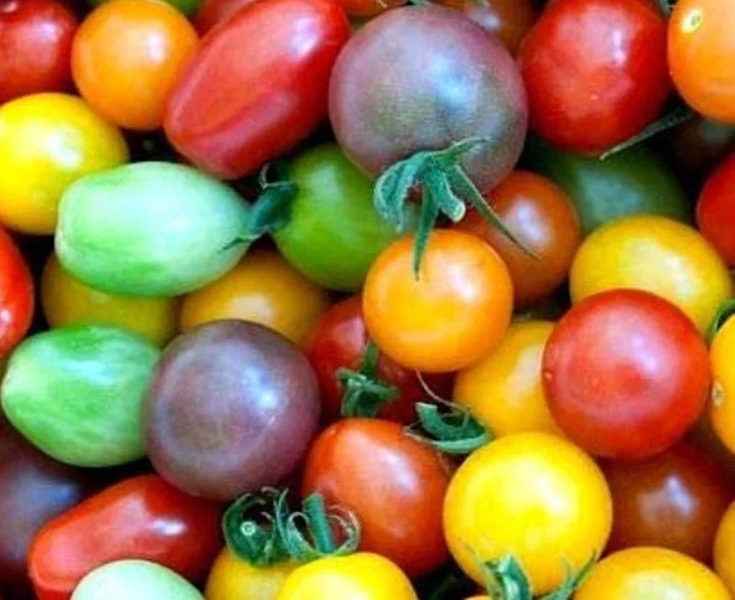 Rainbow Cherry Tomato Seeds - 10+ Heirloom Organic NON-GMO - Solanum lycopersicum