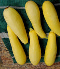 Prolific Straightneck Summer Squash Seeds - Yellow Zucchini Bush Squash - 20+ Seeds - Cucurbita pepo