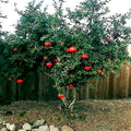 Dwarf Pomegranate Tree Seeds - 20 Pack - Punica granatum Nana - Indoor Garden Fruit Plant