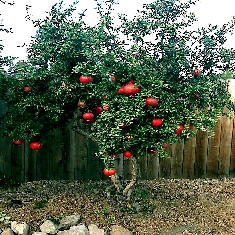 Dwarf Pomegranate Tree Seeds - 20 Pack - Punica granatum Nana - Indoor Garden Fruit Plant