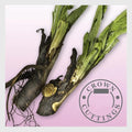 Russian Comfrey Cuttings - Bocking 4 Cultivar - Live Easy CROWN - Organic Herbal Plant for Garden & Herbal Remedies
