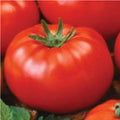 Ace 55 Tomato Seeds, Heirloom, 100 Non-GMO Seeds, Solanum lycopersicum