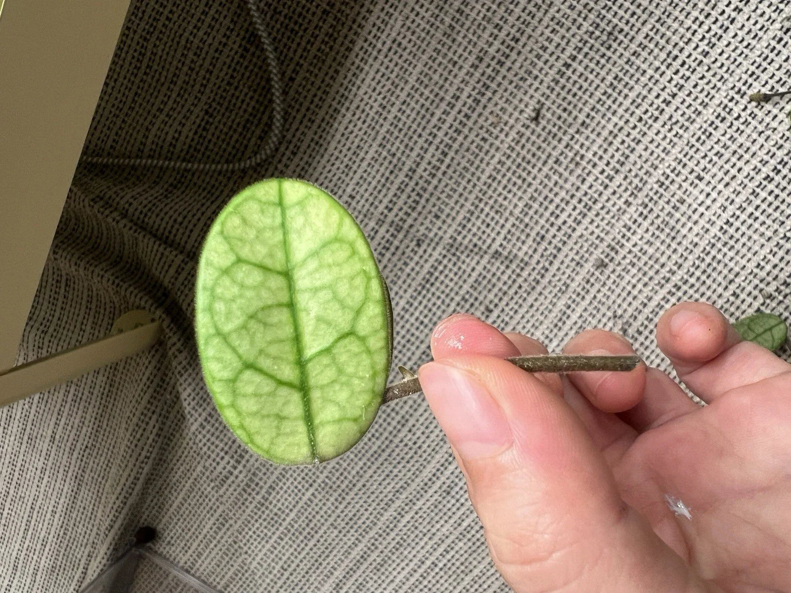 Hoya Cutting - Lyi Noid - Rare Houseplant Cutting - Hoya spp.