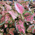 Aglaonema Lady Valentine Plant | 3 Inch Pot | Easy Care Indoor Tropical Plant | Aglaonema commutatum